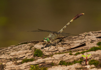 Jade Clubtail