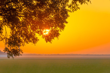 Fototapeta na wymiar Trees in a field at sunrise