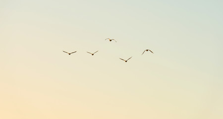 Birds flying in a blue sky