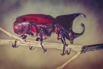 Closeup realistic tropical beetle perched on a branch. Vintage tone