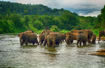 Fototapeta na wymiar Elephants, Pinnewala, Sri Lanka