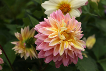 Obraz premium Aster, Dahlia, Lotus, card, background, texture, blur, drops