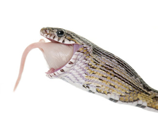 Obraz premium corn snake eating mouse