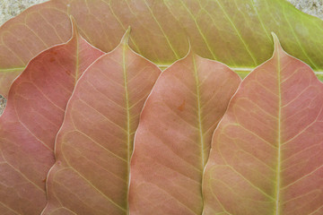 Closeup young fresh leaves pattern background