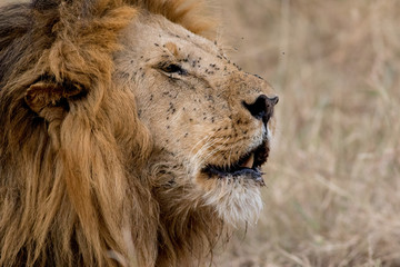 King Male Lion Portrait in Masai Mara , Kenya