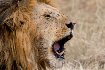 King Male Lion Portrait in Masai Mara , Kenya