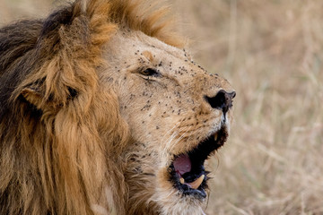 Naklejka premium King Male Lion Portrait in Masai Mara , Kenya