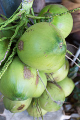 coconut tropical fruit