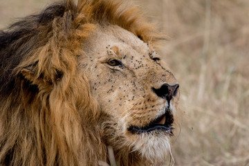 King Male Lion Portrait in Masai Mara , Kenya