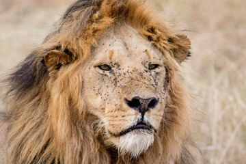 Plakat King Male Lion Portrait in Masai Mara , Kenya