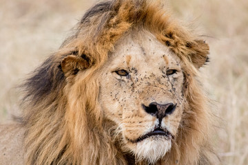 Naklejka na ściany i meble King Male Lion Portrait in Masai Mara , Kenya