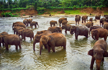 Fototapeta na wymiar Elephants, Pinnewala, Sri Lanka