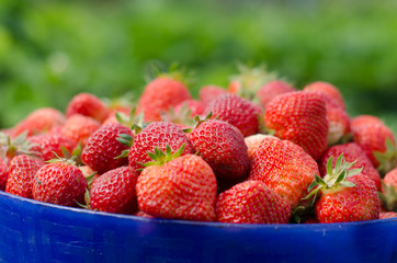 Panorama of Fresh ripe perfect strawberry.