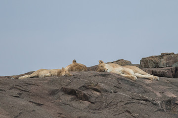 Fototapeta na wymiar Sleeping lions in Masai mara kenya