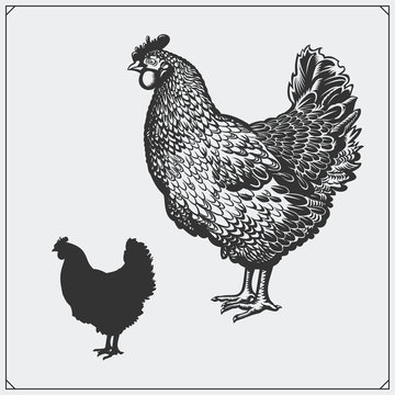 Illustration of Chicken. Silhouette of Hen.