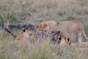 Lion Eating a Prey in Masai mara