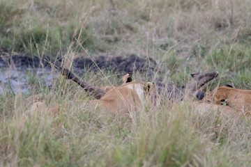 Lion Eating a Prey in Masai mara