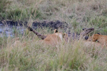 Lion Eating a Prey in Masai mara
