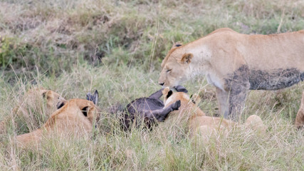 Lion Eating a Prey in Masai mara