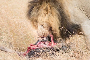 Lion Eating a Prey in Masai mara