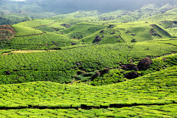 Tea plantations