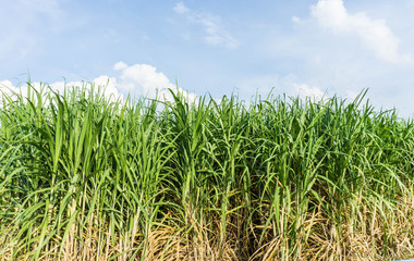 sugarcane field 