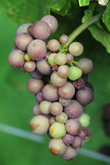 Ripe purple cluster of grapes in vineyard