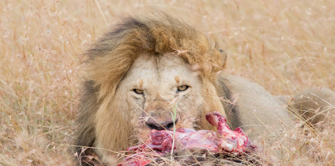 Lion Eating a Prey in Masai mara - Powered by Adobe