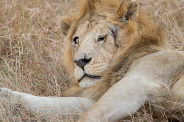 King Male Lion Portrait in Masai Mara , Kenya