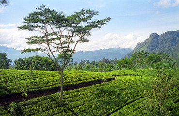 Fototapeta na wymiar Tea garden, Hill Country, Sri Lanka