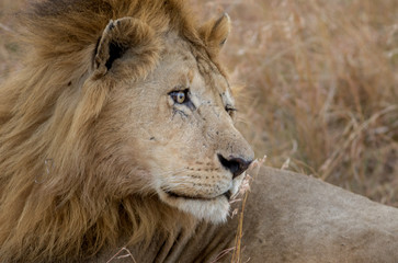 King Male Lion Portrait in Masai Mara , Kenya