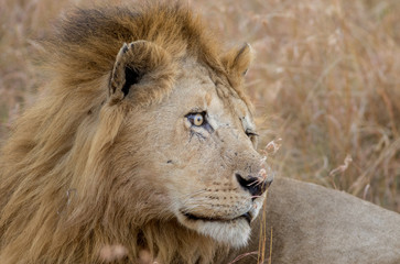 King Male Lion Portrait in Masai Mara , Kenya