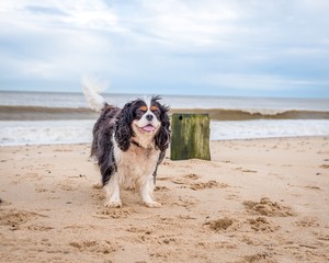 Cavalier King Charles Spaniel at the beach.