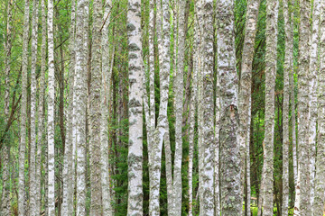 Fototapeta premium Birch tree trunks