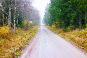 Fototapeta premium Forest road