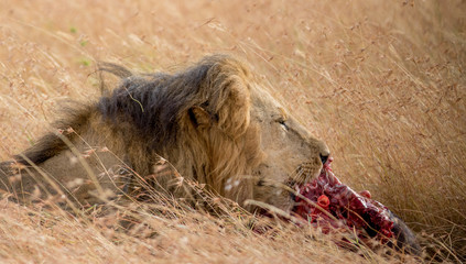 Lion Eating a Prey in Masai mara