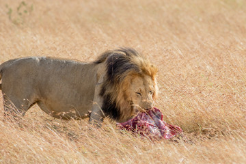 Lion Eating a Prey in Masai mara