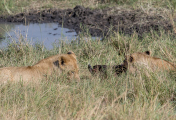 Lion Eating a Prey in Masai mara