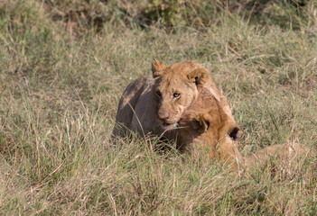 Lions pride and Cubs in Masai mara
