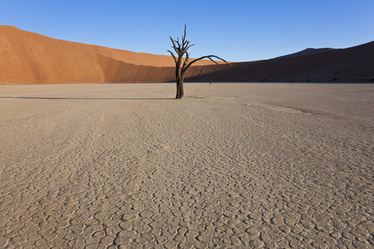 Dead trees in dried clay pan, Namib Naukluft National Park, Namibia