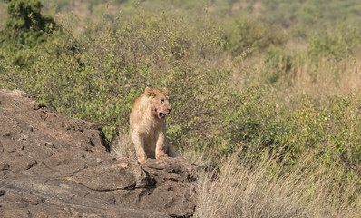 Naklejka na ściany i meble Lioness in the Wilderness of Masai mara , Kenya ,Africa