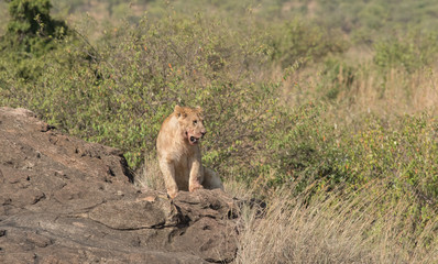 Fototapeta na wymiar Lioness in the Wilderness of Masai mara , Kenya ,Africa