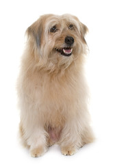 pyrenean shepherd in studio