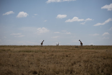 Fototapeta na wymiar Girrafes in Masai mara