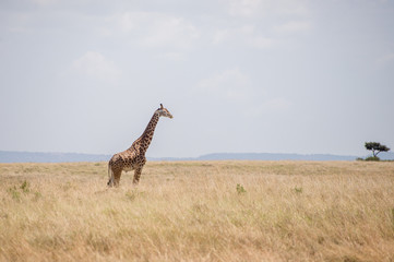 Girrafes in Masai mara
