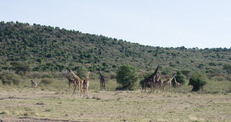 Fototapeta na wymiar Girrafes in Masai mara
