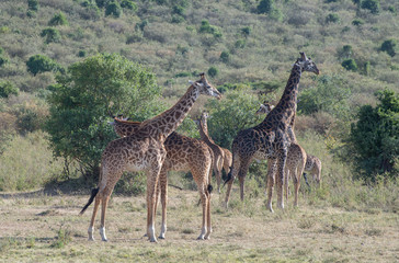 Girrafes in Masai mara
