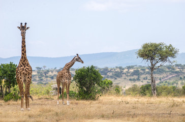 Naklejka na ściany i meble Girrafes in Masai mara