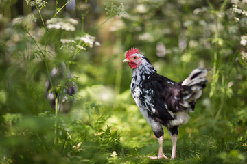 Black and white free hen on an ecological farm in Sweden with greenery in the background.