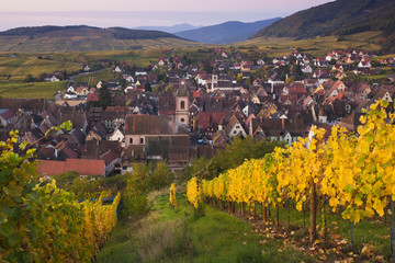 Path passing through vineyard with town and mountains in background